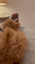 乾広子ブリーダーからお迎えしたトイプードル：レオくん