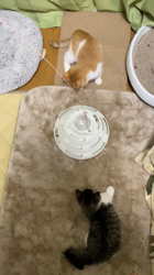 大木美智子ブリーダーからお迎えしたミヌエット：さくやちゃん