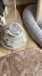 大木美智子ブリーダーからお迎えしたミヌエット：もなかくん