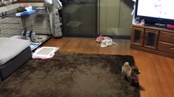山中宏ブリーダーからお迎えした柴犬：ヒマワリちゃん