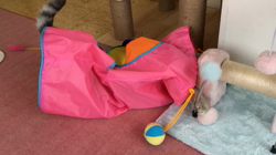 杉本奨磨ブリーダーからお迎えしたノルウェージャン×アメショー：ねおくん