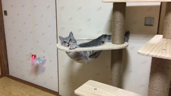 杉本奨磨ブリーダーからお迎えしたノルウェージャン×アメショー：ねおくん