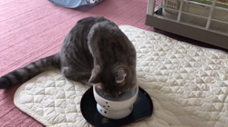 杉本奨磨ブリーダーからお迎えしたノルウェージャン×アメショー：ねおくん