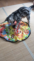 清洋一ブリーダーからお迎えしたアメリカンショートヘア：チャナくん