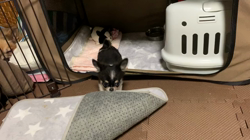 安藤牧子ブリーダーからお迎えしたチワワ(ロング)：ニコちゃん