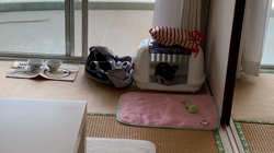 安藤牧子ブリーダーからお迎えしたチワワ(ロング)：ニコちゃん