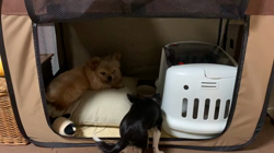 安藤牧子ブリーダーからお迎えしたチワワ(ロング)：ニコちゃん