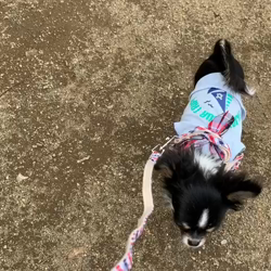 安藤牧子ブリーダーからお迎えしたチワワ(ロング)：ニコちゃん