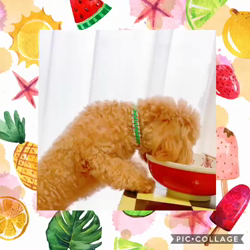 今部裕子ブリーダーからお迎えしたトイプードル：マロンくん