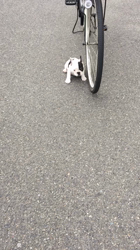 林鋭ブリーダーからお迎えしたフレンチブルドッグ：金太郎くん