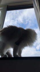 加藤あけみブリーダーからお迎えしたラグドール：こむぎくん