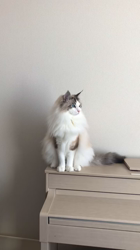 加藤あけみブリーダーからお迎えしたラグドール：こむぎくん