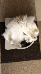 加藤あけみブリーダーからお迎えしたラグドール：こむぎくん