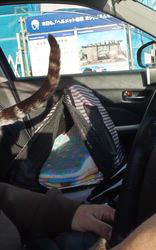 浜村雄希ブリーダーからお迎えしたアメリカンショートヘア：昆布くん