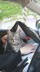 浜村雄希ブリーダーからお迎えしたアメリカンショートヘア：昆布くん