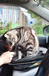 浜村雄希ブリーダーからお迎えしたアメリカンショートヘア：昆布くん