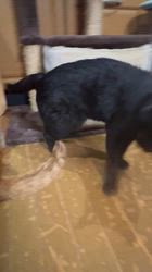 山田由美子ブリーダーからお迎えしたジェネッタ：琥珀くん