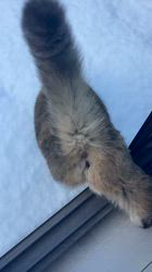 阿由葉瑞穂ブリーダーからお迎えしたミヌエット：梅ちゃん