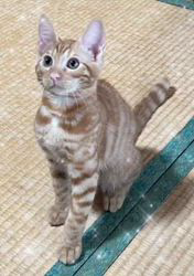 山田由美子ブリーダーからお迎えしたジェネッタ：琥珀くん