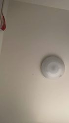 小林徹ブリーダーからお迎えしたアメリカンショートヘア：こたろくん