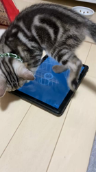 小林徹ブリーダーからお迎えしたアメリカンショートヘア：こたろくん