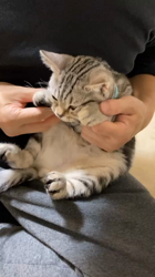 小林徹ブリーダーからお迎えしたアメリカンショートヘア：こたろくん