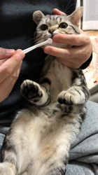 小林徹ブリーダーからお迎えしたアメリカンショートヘア：こたろくん