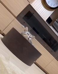 小林徹ブリーダーからお迎えしたアメリカンショートヘア：こたろくん