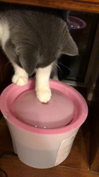 堂脇智美ブリーダーからお迎えしたブリティッシュショートヘア：ごまじろうくん