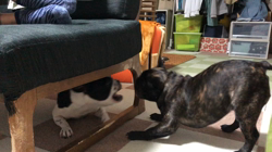 小峯恵美ブリーダーからお迎えしたフレンチブルドッグ：りんちゃん