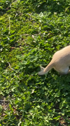 松本俊之ブリーダーからお迎えしたミニチュアダックスフンド(ロング)：コユキちゃん