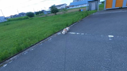 松本俊之ブリーダーからお迎えしたミニチュアダックスフンド(ロング)：コユキちゃん
