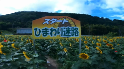 松本俊之ブリーダーからお迎えしたミニチュアダックスフンド(ロング)：コユキちゃん