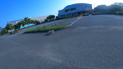 松本俊之ブリーダーからお迎えしたミニチュアダックスフンド(ロング)：コユキちゃん