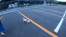 松本俊之ブリーダーからお迎えしたミニチュアダックスフンド(ロング)：コユキちゃん