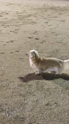 松本俊之ブリーダーからお迎えしたミニチュアダックスフンド(ロング)：コユキちゃん