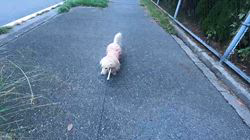 松本俊之ブリーダーからお迎えしたミニチュアダックスフンド(ロング)：コユキちゃん