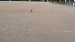 松本俊之ブリーダーからお迎えしたミニチュアダックスフンド(ロング)：コユキちゃん