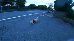 松本俊之ブリーダーからお迎えしたミニチュアダックスフンド(ロング)：コユキちゃん