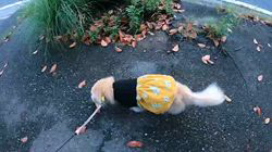 松本俊之ブリーダーからお迎えしたミニチュアダックスフンド(ロング)：コユキちゃん