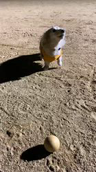 松本俊之ブリーダーからお迎えしたミニチュアダックスフンド(ロング)：コユキちゃん