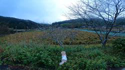 松本俊之ブリーダーからお迎えしたミニチュアダックスフンド(ロング)：コユキちゃん