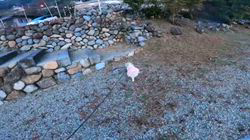 松本俊之ブリーダーからお迎えしたミニチュアダックスフンド(ロング)：コユキちゃん