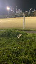 松本俊之ブリーダーからお迎えしたミニチュアダックスフンド(ロング)：コユキちゃん