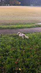 松本俊之ブリーダーからお迎えしたミニチュアダックスフンド(ロング)：コユキちゃん