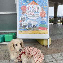 松本俊之ブリーダーからお迎えしたミニチュアダックスフンド(ロング)：コユキちゃん