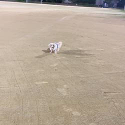 松本俊之ブリーダーからお迎えしたミニチュアダックスフンド(ロング)：コユキちゃん