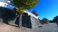 松本俊之ブリーダーからお迎えしたミニチュアダックスフンド(ロング)：コユキちゃん