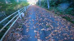 松本俊之ブリーダーからお迎えしたミニチュアダックスフンド(ロング)：コユキちゃん