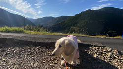 松本俊之ブリーダーからお迎えしたミニチュアダックスフンド(ロング)：コユキちゃん